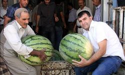 Develerle padişahlara gönderiliyordu