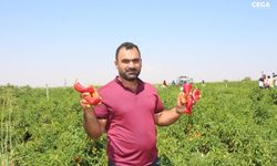 Acı biber hasadı sürüyor