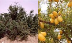 Ortadoğu'nun tarihi ve gizemli ağacı: Gargat