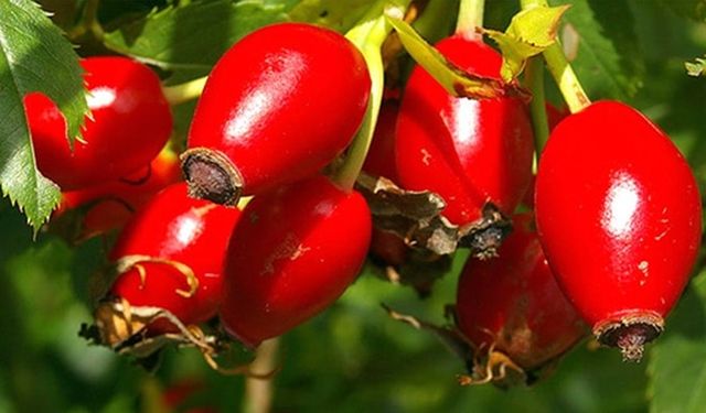 Soğuk algınlığı için ne yapmalı?