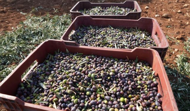 Zeytin hasadı başladı