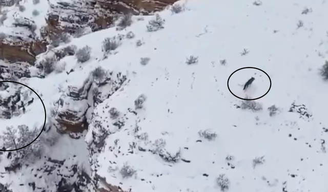 Erzurum'da çekildi; Kurt ve keçiler aynı karede